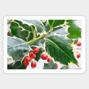 Christmas Holly Greeting Card Sticker